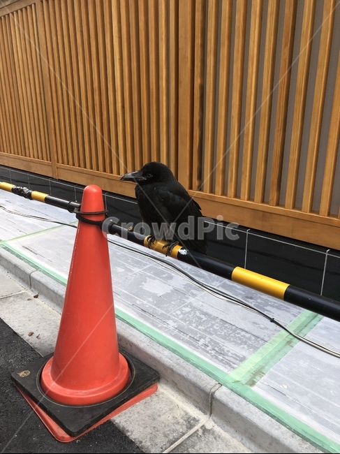까마귀,동물,일본,검정,공사