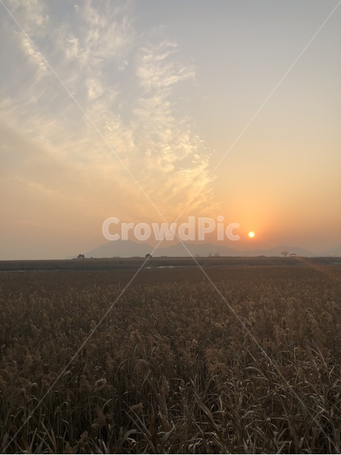 일몰,갈대,노을,하늘,순천,만습지,풍경,해,자연,가을,계절,fall,autumn,season,nature,outdoors,옥외,sky