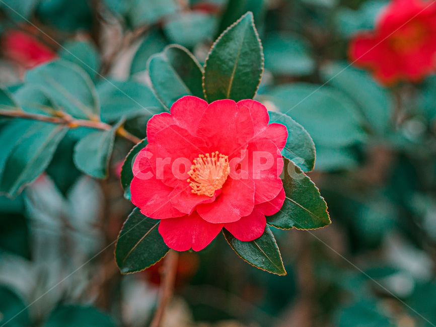 flower,꽃,동백,동백꽃,camellia,카멜리아,식물,자연,plants,nature,꽃,flower