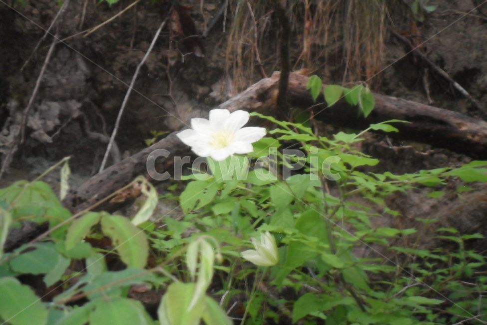 꽃,하얀색,산,나무,flower,mountain,식물,자연,plants,nature,꽃,flower
