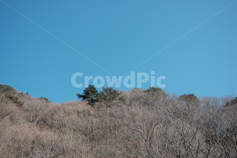 하늘,겨울풍경,산,마른나무,나무,plant,자연,nature,식물,outdoors