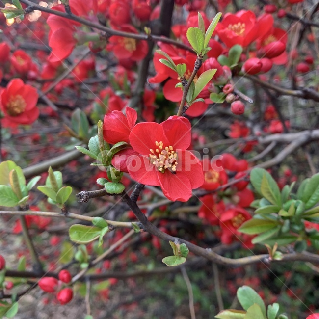 식물,plant,꽃,flower,동백꽃,붉은색