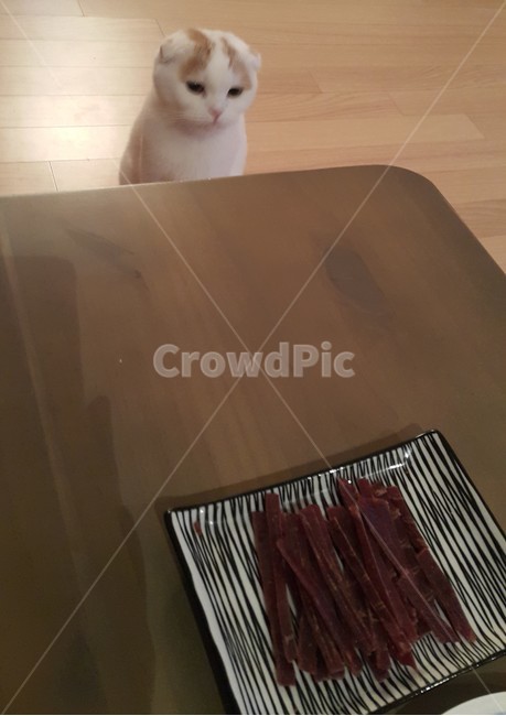 고양이,육포,집사,냥이,하얀고양이,동물,animal,포유류,mammal,고양이,cat,kitten,kitty