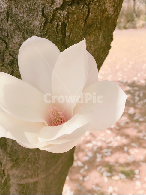 봄,spring,목련,magnolia,꽃,flower,목련나무,magnoliatree,봄,계절,spring,season,식물,자연,plants,nature,꽃,flower,plant
