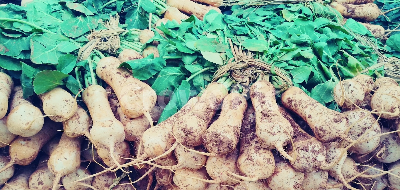 열무,열무김치,야채,채소,plant
