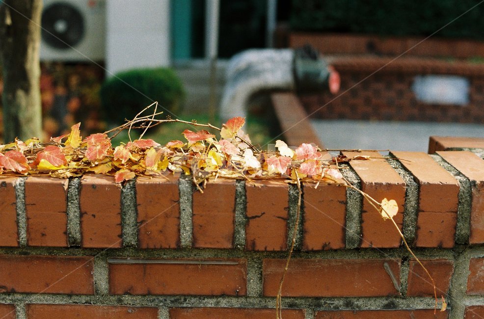 단풍,담쟁이덩굴,벽돌,가을,교정,붉은,빨강,필름,필름사진,가을,계절,fall,autumn,season,brick,plant,식물,leaf,잎