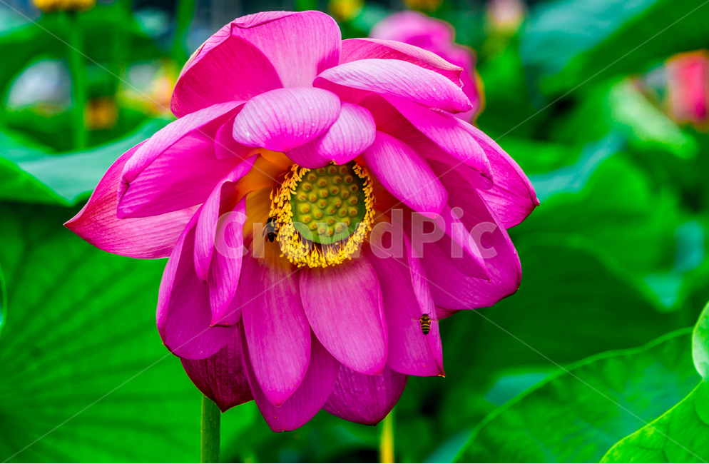 연꽃,연잎,문양,무늬,연못,식물,자연,plants,nature,꽃,flower
