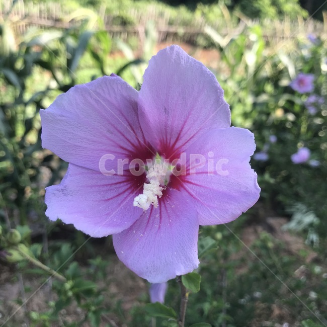 무궁화,꽃,식물,flower,우리나라꽃,plant,핑크색,분홍색,야생화,국화,현충일,동양,시골,자연