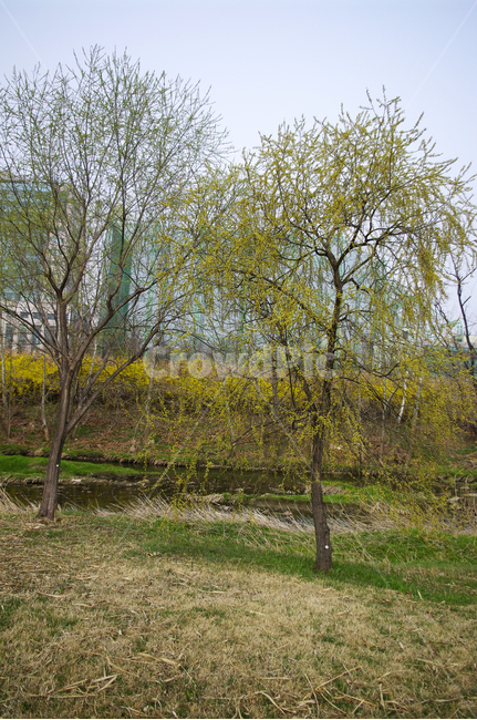 나무,식물,plant,봄,spring,계절,풍경,봄,계절,spring,season,자연,풍경,nature,landscape,tree,tree trunk,나무 줄기