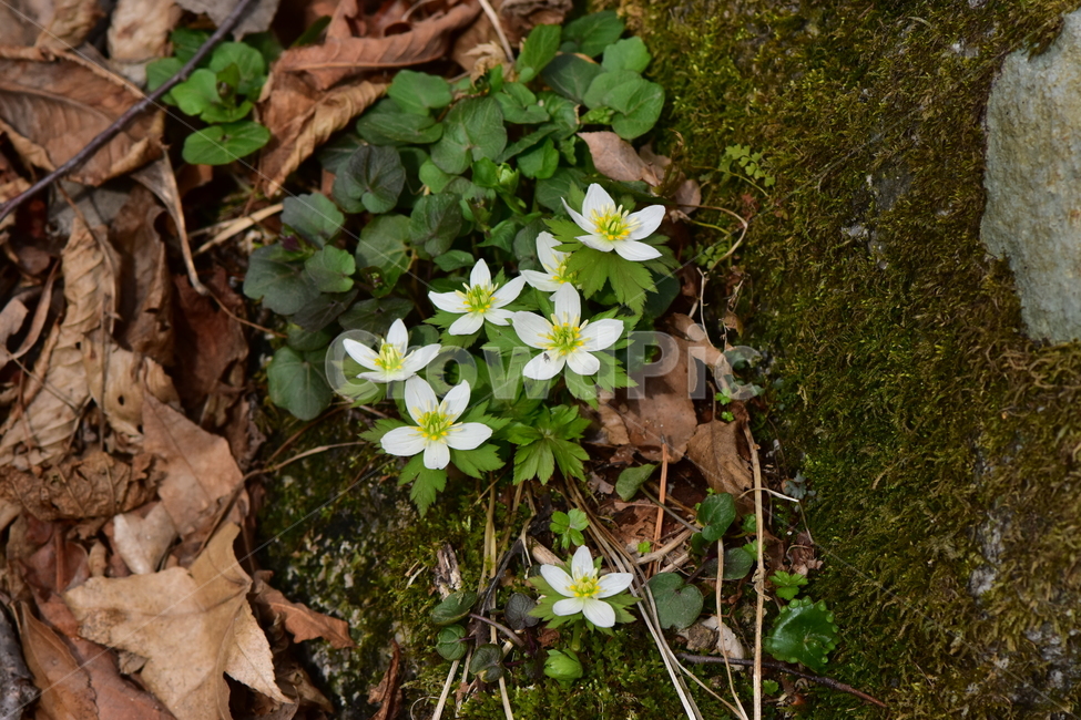 모데미풀,야생화,봄,꽃,풀꽃,자연,식물,식생,plants,nature,spring,season,flower
