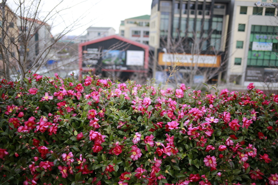 제주도,풍경,동백,동백꽃,겨울,식물,자연,plants,nature,꽃,flower