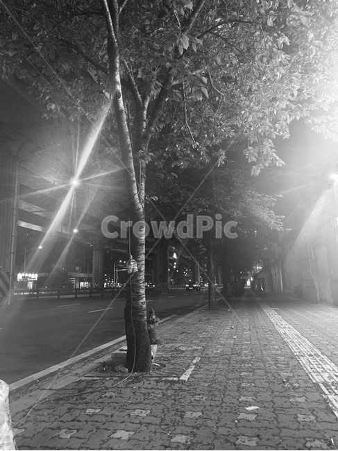 light,빛,길,나무,저녁,흑백,흑백,모노톤,monochrome,black and white