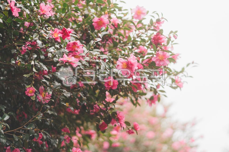 동백나무,동백꽃,동백,자연,꽃,flower,식물,plant,감성