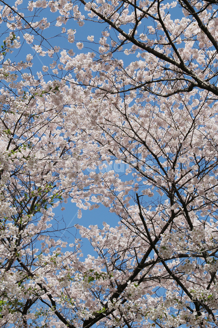 사쿠라,cherryblossom,봄,꽃,봄꽃,벚꽃