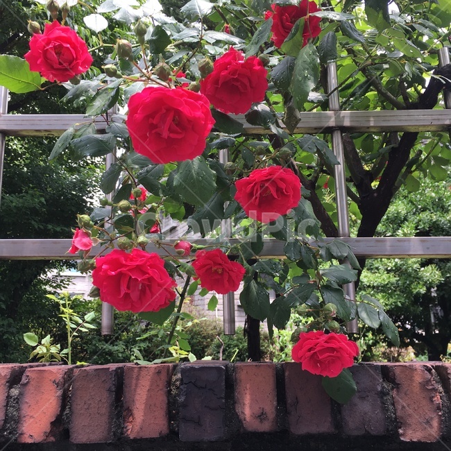 장미,붉은장미,빨간장미,redrose,rose,flower,꽃,담벼락,담장