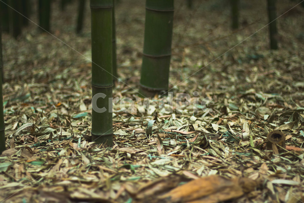 bamboo,fallen leaves,leaves,fallenleaves,Sipni Bamboo Field Road,Ulsan,ulsan,autumn,leaf