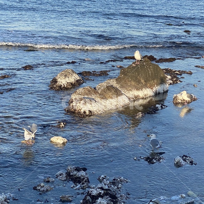 갈매기,바다,ocean,sea,바닷가,해변