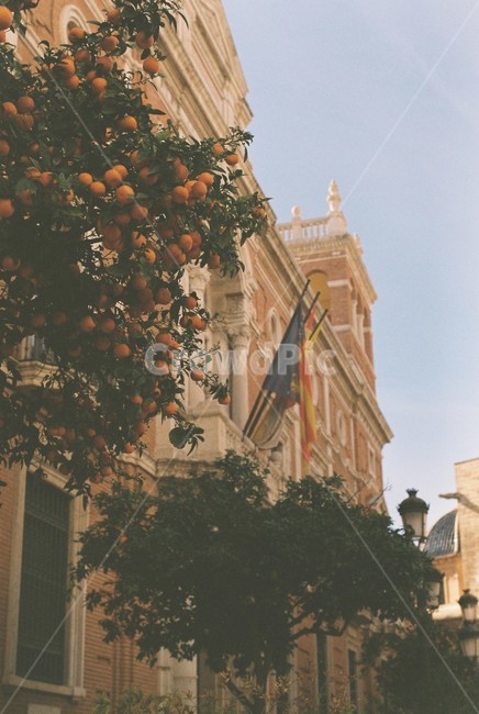 오렌지,나무,건물,공공시설,거리,orange,tree,building,community,street