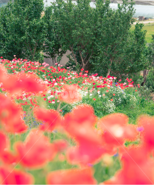 양귀비,양귀비꽃,꽃,flower,red,pink,식물,자연,plants,nature,꽃,flower,감성,sensible,feeling
