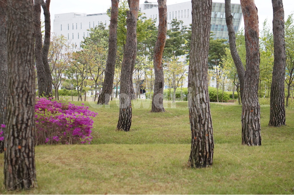 영산홍,나무,봄,풍경,꽃,핑크,봄,계절,spring,season,식물,자연,plants,nature,나무,trees,wood,tree,plant,tree trunk,나무 줄기