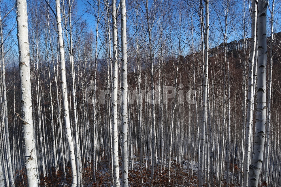 자작나무,자작나무숲,숲,나무,겨울나무,겨울숲,겨울자작나무,겨울,계절,winter,season