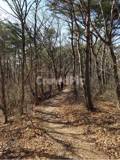 나무,식물,자연,tree,trees,plant,오솔길,등산로,trail