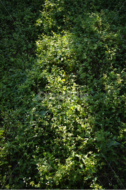 잡초,자연,nature,식물,plant,초록,빛,식물,자연,plants,nature