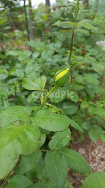 봉우리,초록이,힐링,꽃,자연,숲,yellow,장미,식물,자연,plants,nature