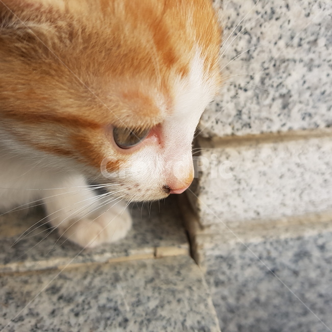 고양이,옆모습,아련함,발바닥,집중