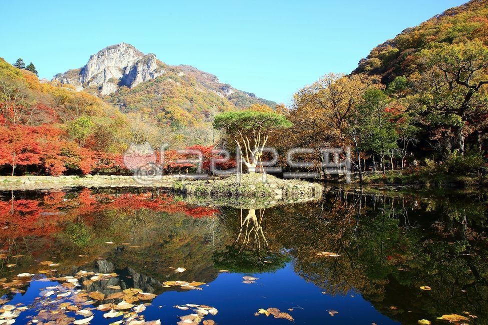 가을,단풍,아름다움,가을풍경,풍경,백양사,연못,나무,반영,자연,nature,outdoors,옥외,pond,water,물,tree,lake,호수