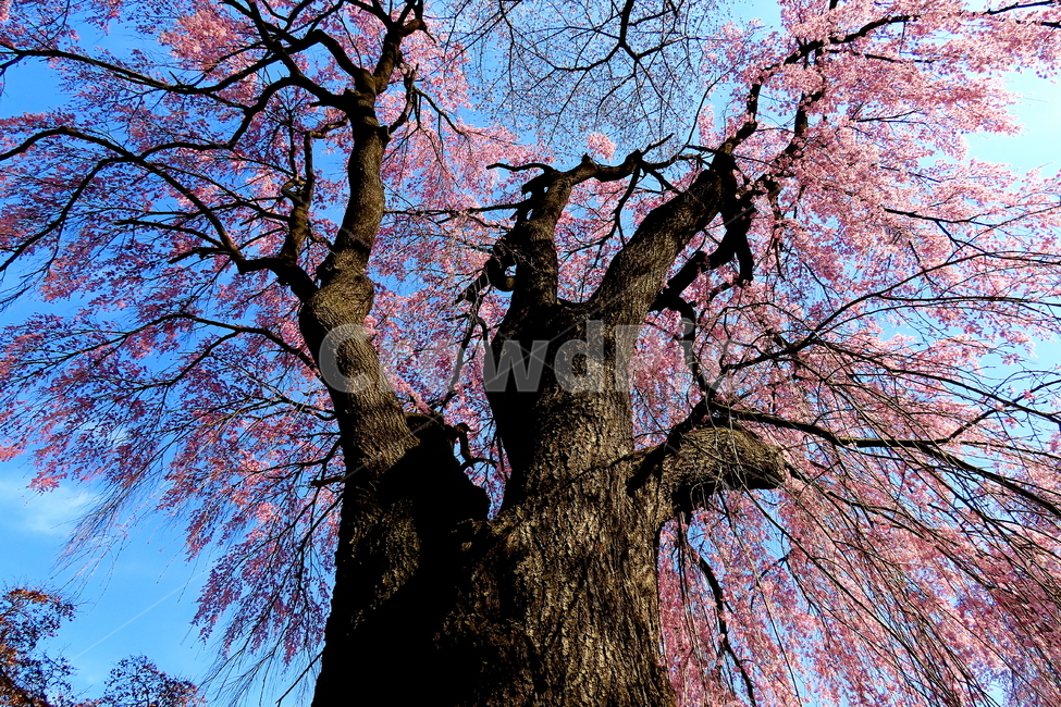 plant,식물,tree,treetrunk,나무줄기,식물,자연,plants,nature,꽃,flower