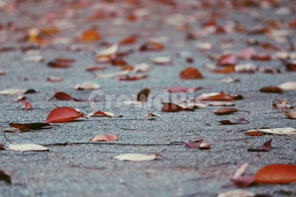가을,낙엽,단풍,감성사진,나들이,쓸쓸함,우울함,가을,계절,fall,autumn,season,leaf,잎,plant,식물,blossom,꽃,petal,꽃잎,flower,ground,바닥