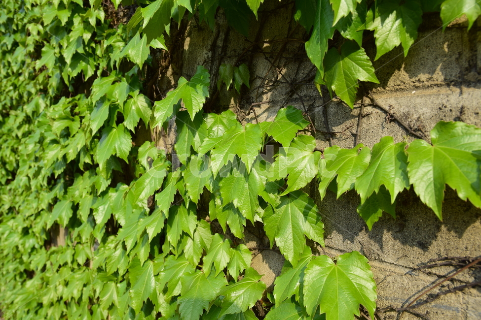 담쟁이덩쿨,담쟁이,담벼락,식물,배경,자연,nature,plant,background,백그라운드,자연이미지,자연배경,바탕,넝쿨,잎사귀,담쟁이덩굴,넝쿨식물