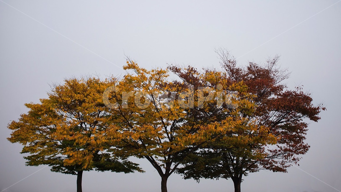 나무,가을,식물,가을느낌,나무세그루,가을,계절,fall,autumn,season,tree,plant,tree trunk,나무 줄기