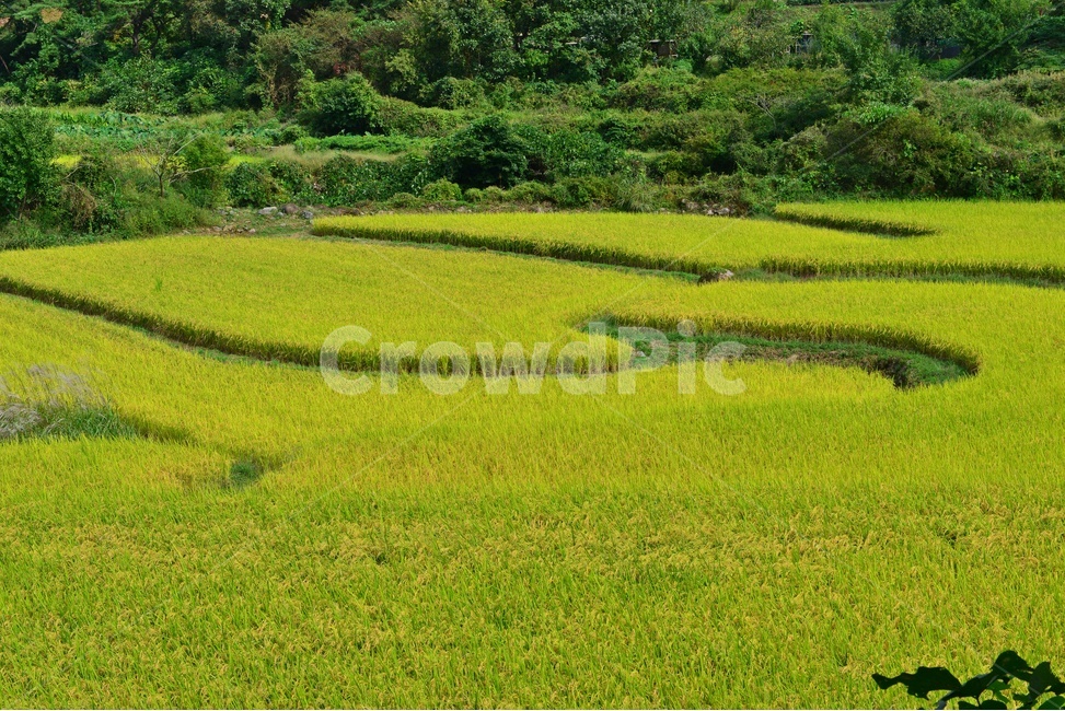 nature,자연,outdoors,field,들,옥외,rural,농촌,farm,농장,다랭이논,다랭이,농업,농사,농경지,경작,농경,벼농사,농업,농사,agriculture,farming,farming industry