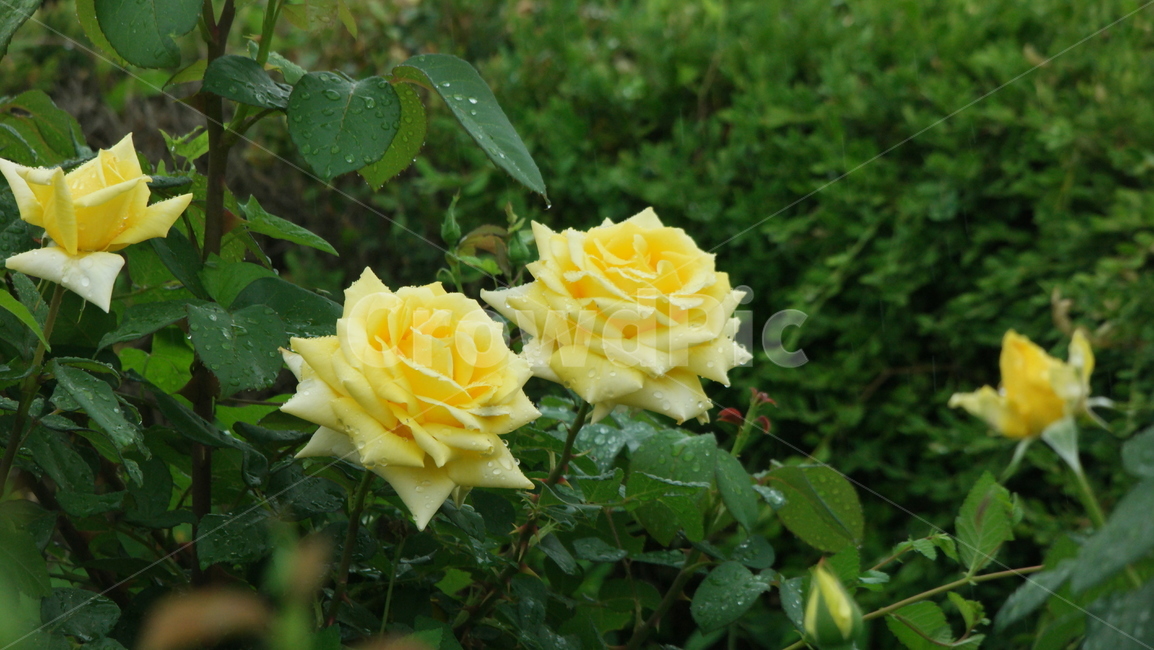 장미,장미원,장미꽃,백장미,로즈,로즈가든,식물,자연,plants,nature,꽃,flower