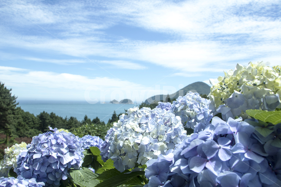 수국,풍경,경치,자연,환경,식물,꽃,봉오리,꽃봉오리,잎,꽃잎,접사,근접,자연,풍경,nature,landscape,한국자연풍경,한국자연경관,korea nature landscape,식물,plants,꽃,flower,plant,geranium,제라늄,blossom
