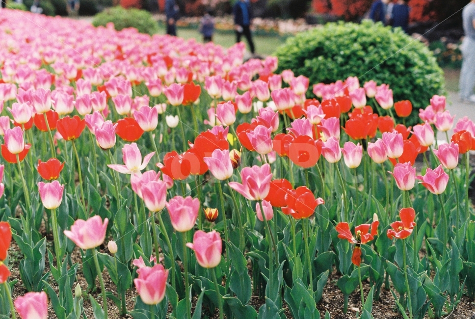 파주,봄나들이,봄,꽃,튤립,미놀타x300,필름사진,감성사진,봄,계절,spring,season,식물,자연,plants,nature,꽃,flower,감성,sensible,feeling,색깔,색상,색채,색감,color sense,color sensitivity,feeling of color,plant