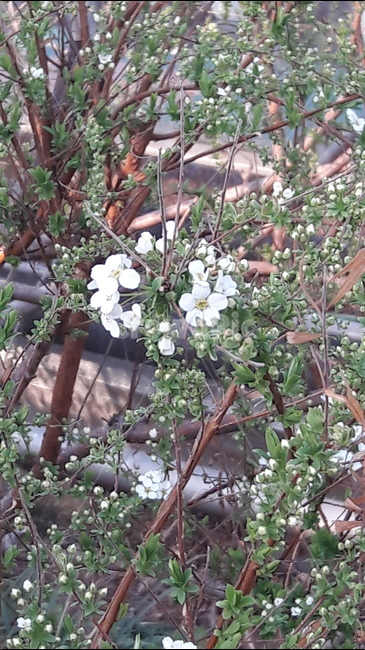 봄,안산,공원,아름다움,향기,식물,자연,plants,nature,꽃,flower