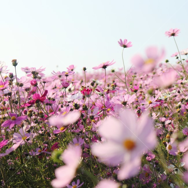 봄,꽃,풍경,풀,식물,가을,계절,fall,autumn,season,식물,자연,plants,nature,꽃,flower,blossom,petal,꽃잎,plant