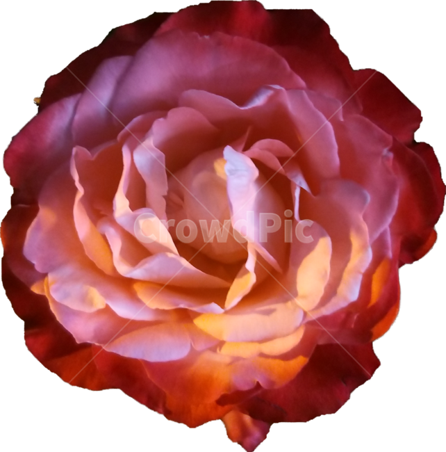 꽃,장미꽃,모란꽃,꽃한송이,붉은꽃,flower,redflower,꽃,flower,누끼,remove background