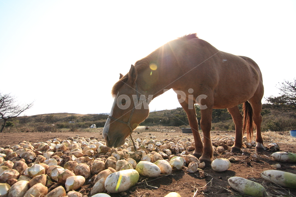 animal,동물,horse,말,mammal,포유류,제주,동물,animal,포유류,mammal