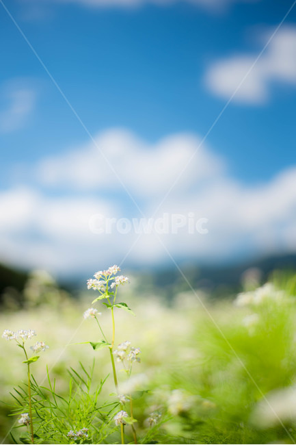 메밀꽃,메일꽃밭,메밀,파란하늘,푸른하늘,식물,자연,plants,nature,꽃,flower,감성,sensible,feeling