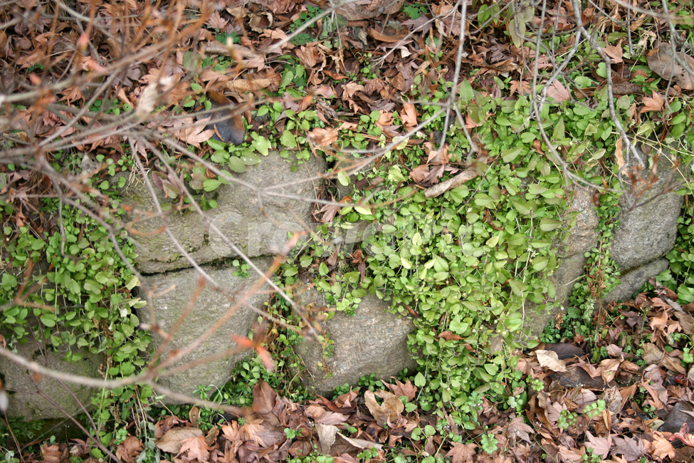 풀,초록,바위,식물,낙엽,돌,식물,자연,plants,nature