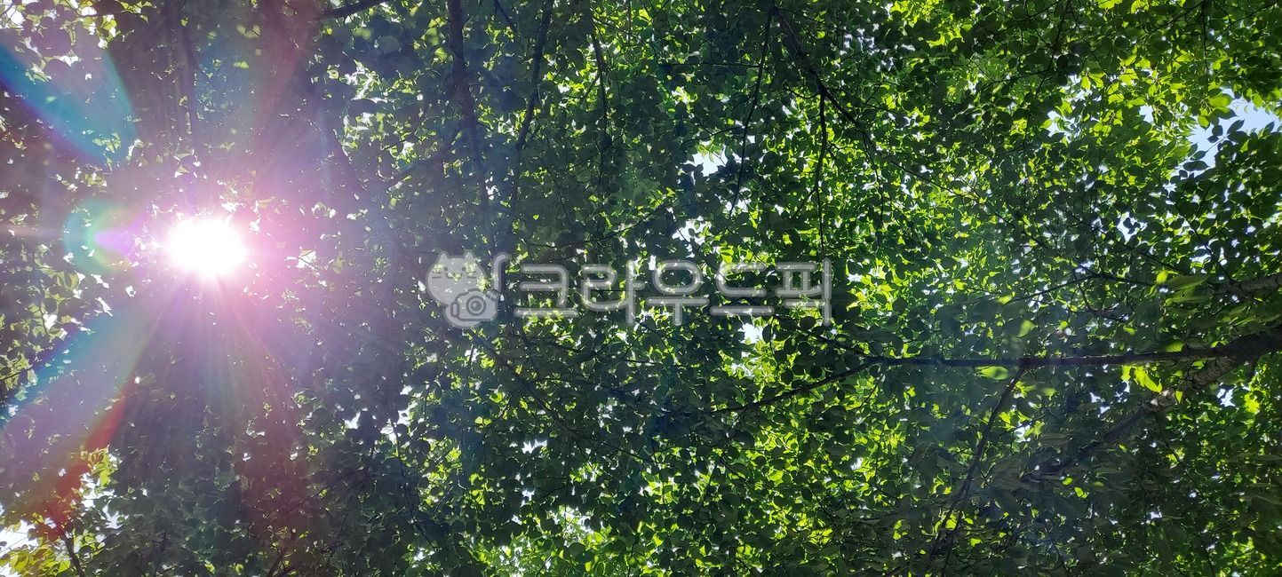 숲, 햇살, forest, 초록, 녹색, 사진,이미지,일러스트,캘리그라피 - neor2d2작가