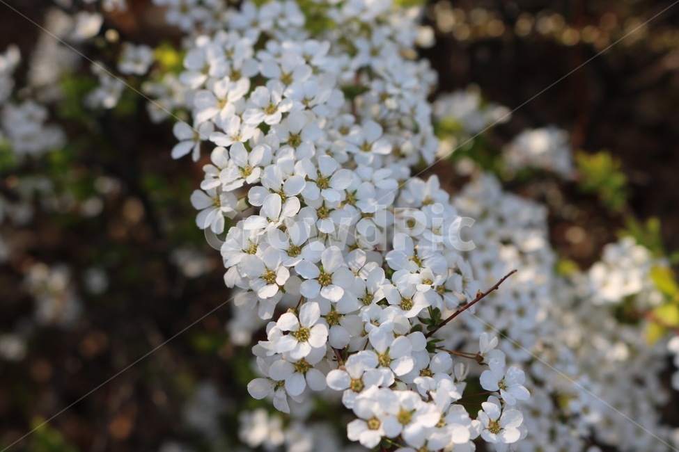 꽃,흰색,노란색,빛,flower,white,yellow,light,hana,shiro,kiiro,hikari,봄,계절,spring,season,식물,자연,plants,nature,꽃,flower,plant,geranium,제라늄,blossom,petal,꽃잎