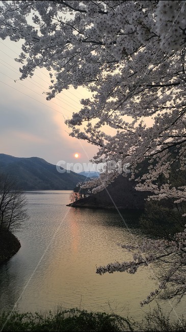 봄,벚꽃,일몰,해질녘,호수