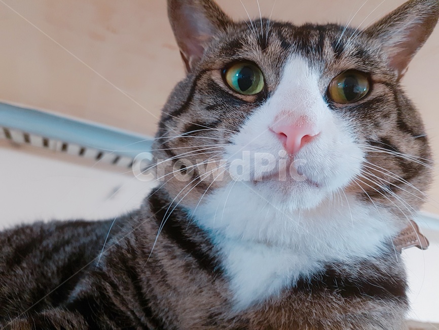 고양이,동물,정면,얼굴,야옹이,동물,animal,포유류,mammal,고양이,cat,kitten,kitty