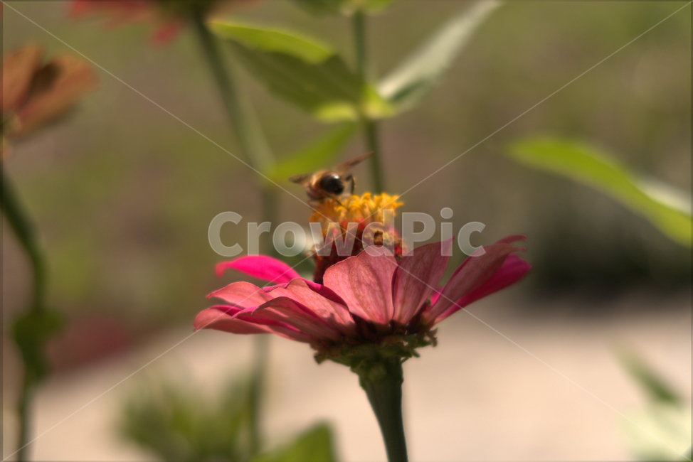 꽃,봄,계절,화분,야생화,여름,flower,곤충,벌,꿀벌,식물,자연,plants,nature,꽃,flower