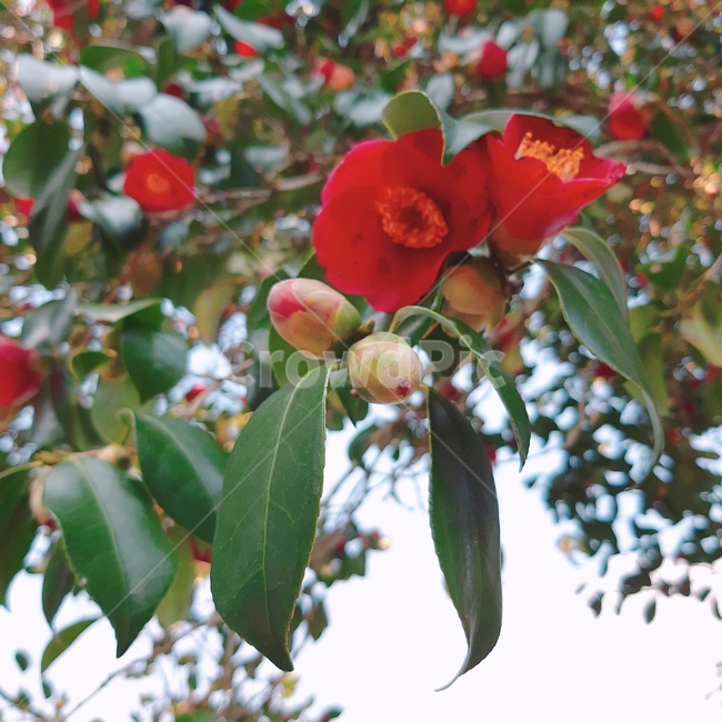 동백,꽃,나뭇잎,나무,봉오리,식물,자연,plants,nature,꽃,flower